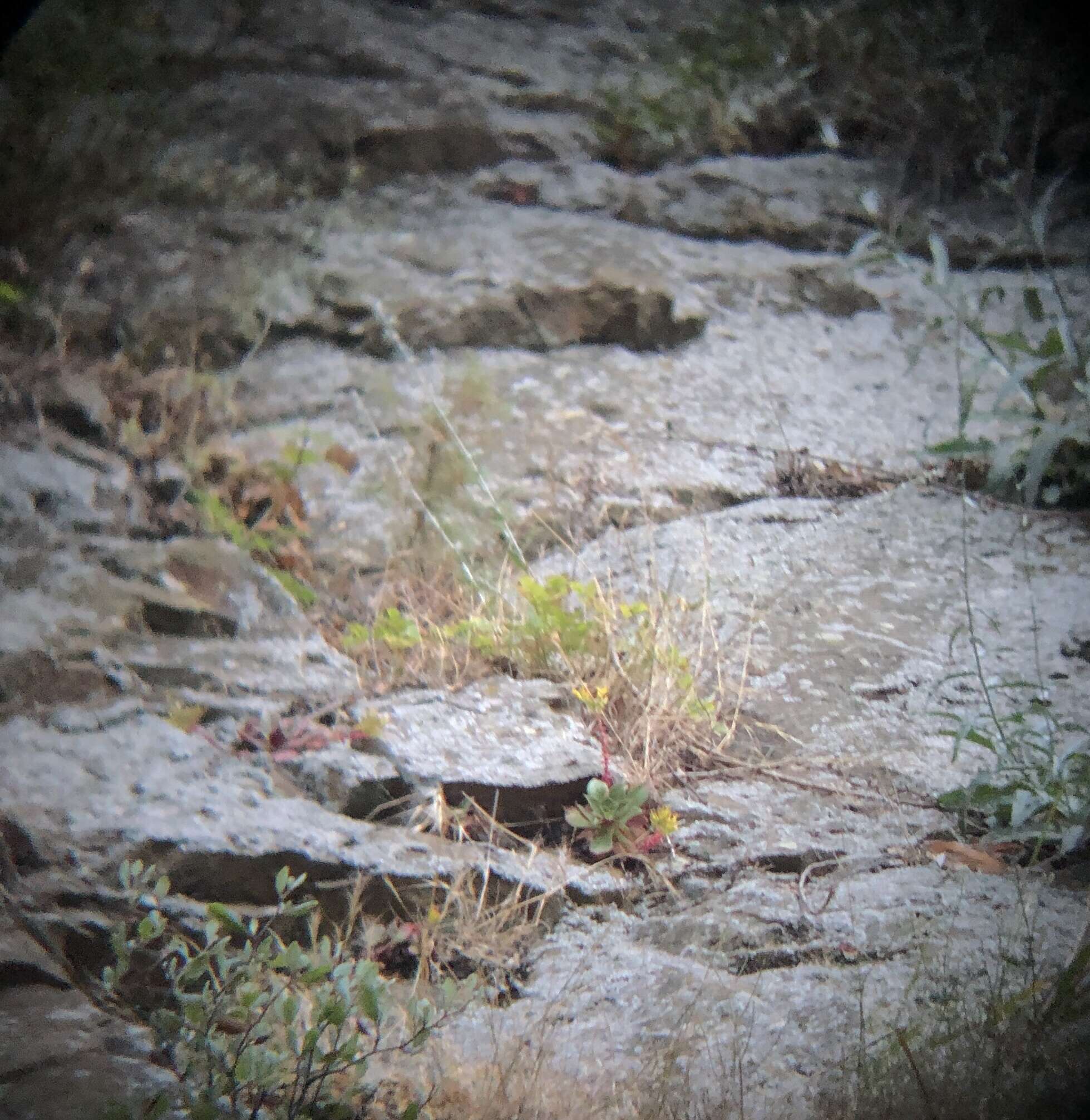 Image of Santa Monica Mountains dudleyea