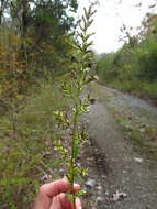 Image of Solidago speciosa subsp. speciosa