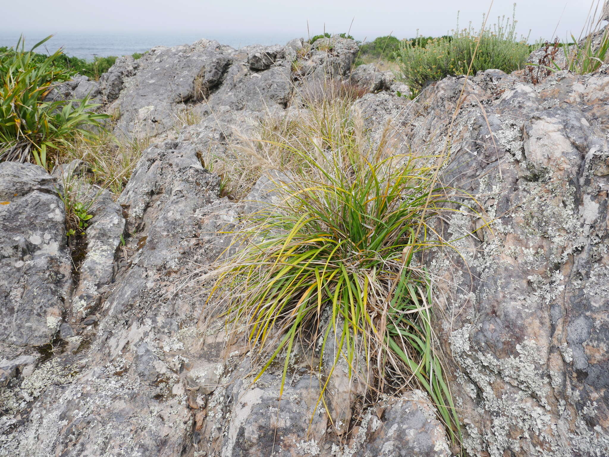 Chionochloa beddiei Zotov resmi