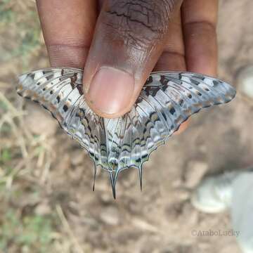 Image of Charaxes achaemenes Felder & Felder 1866