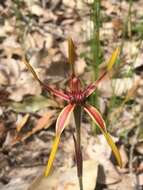 Caladenia arrecta Hopper & A. P. Br. resmi