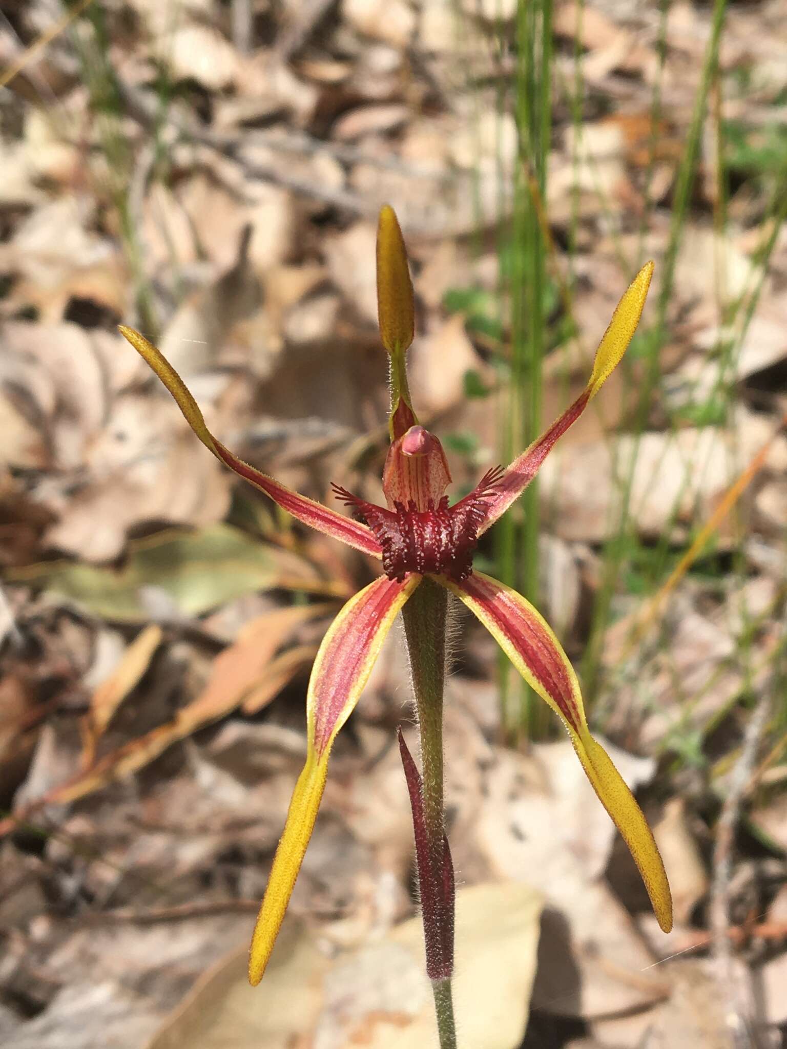 Image of Reaching spider orchid