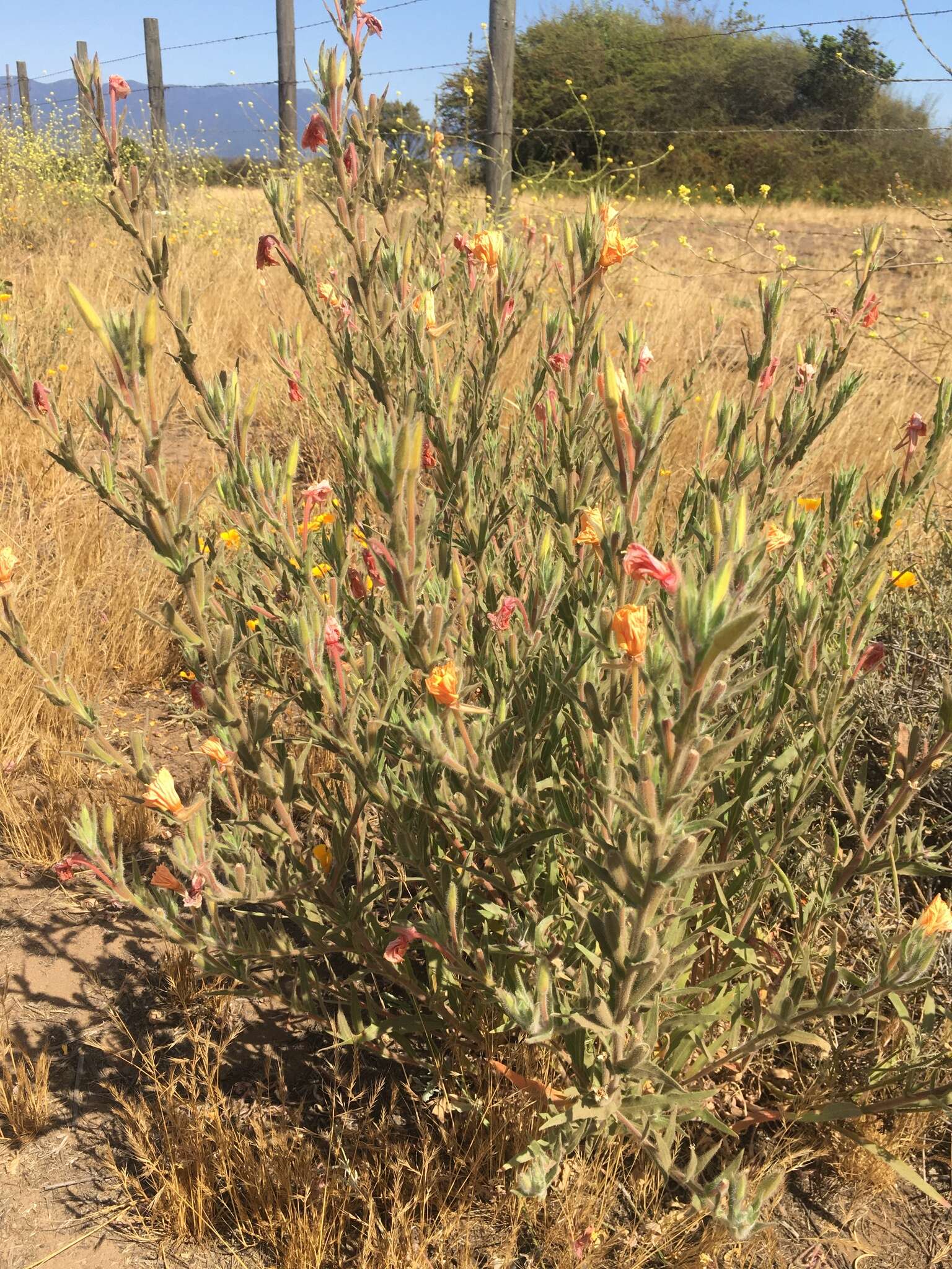 Image of Oenothera grisea W. Dietrich