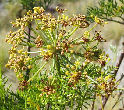 Image of Notobubon tenuifolium (Thunb.) Magee