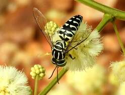 Image of Stictia signata (Linnaeus 1758)