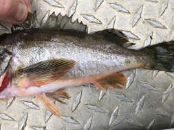 Image of Silvergray rockfish