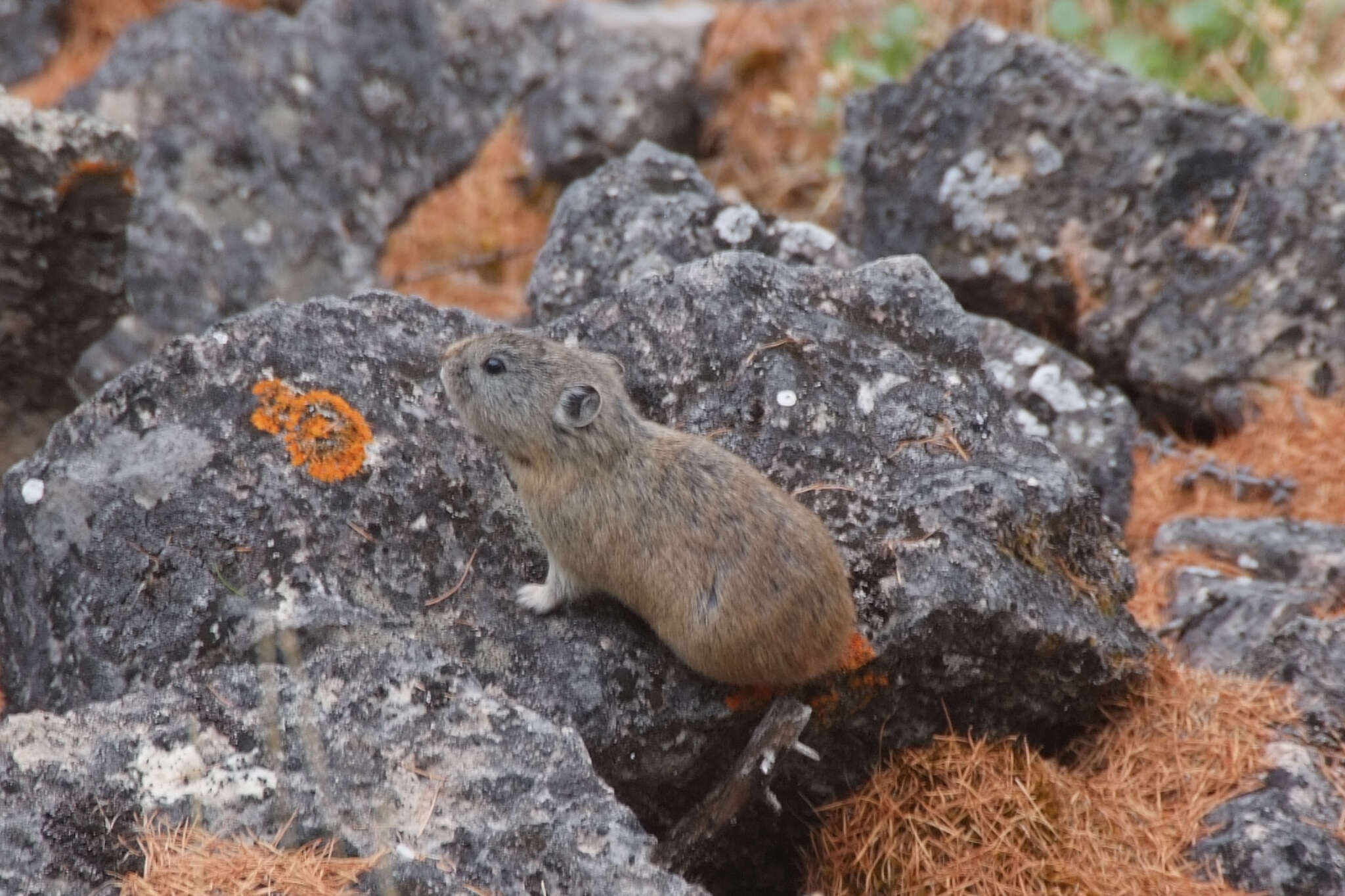 Image of Northern Pika