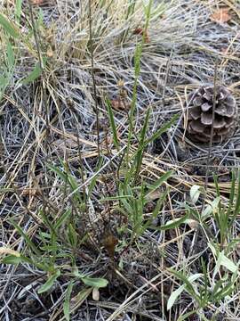 Image of Peck's beardtongue