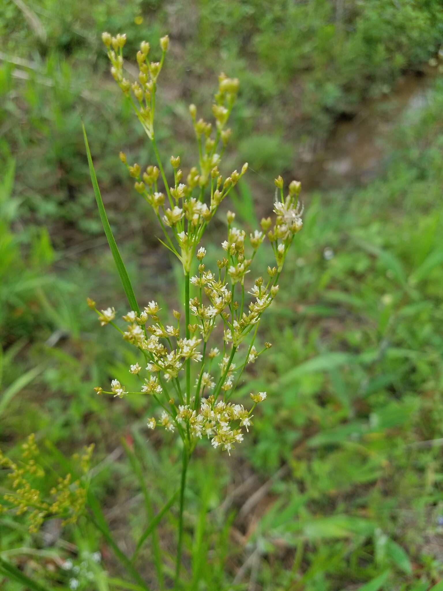 Image of grassleaf rush