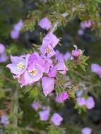 Image of Boronia pilosa subsp. pilosa