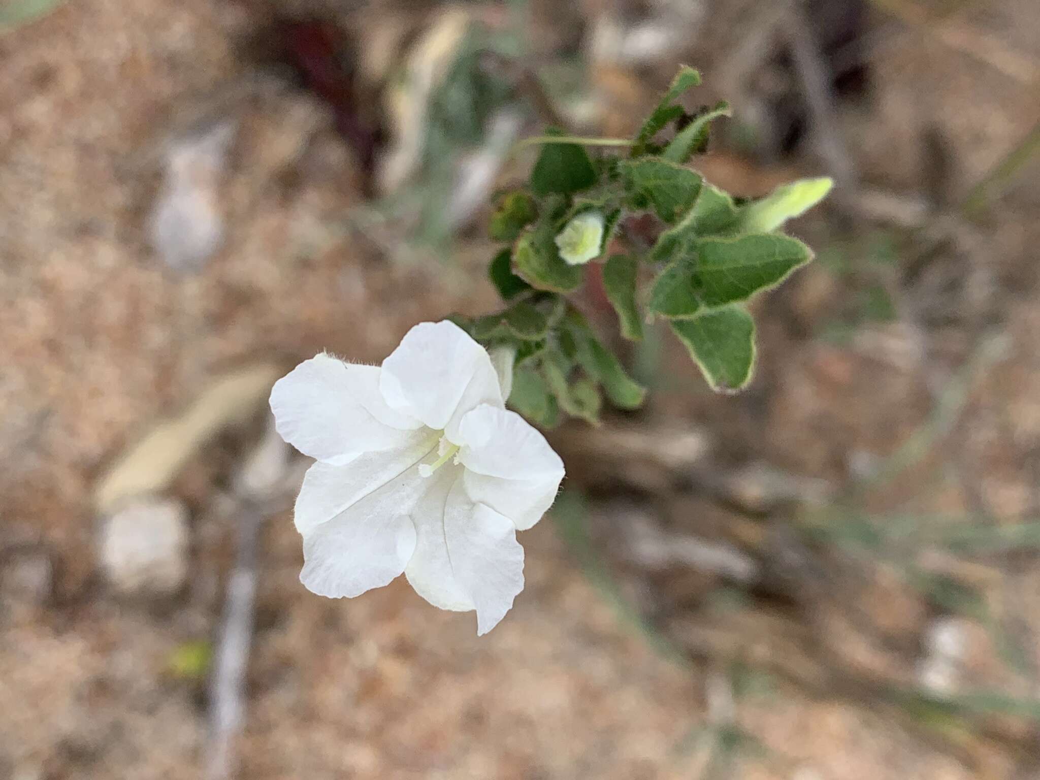 Plancia ëd Ruellia patula Jacq.