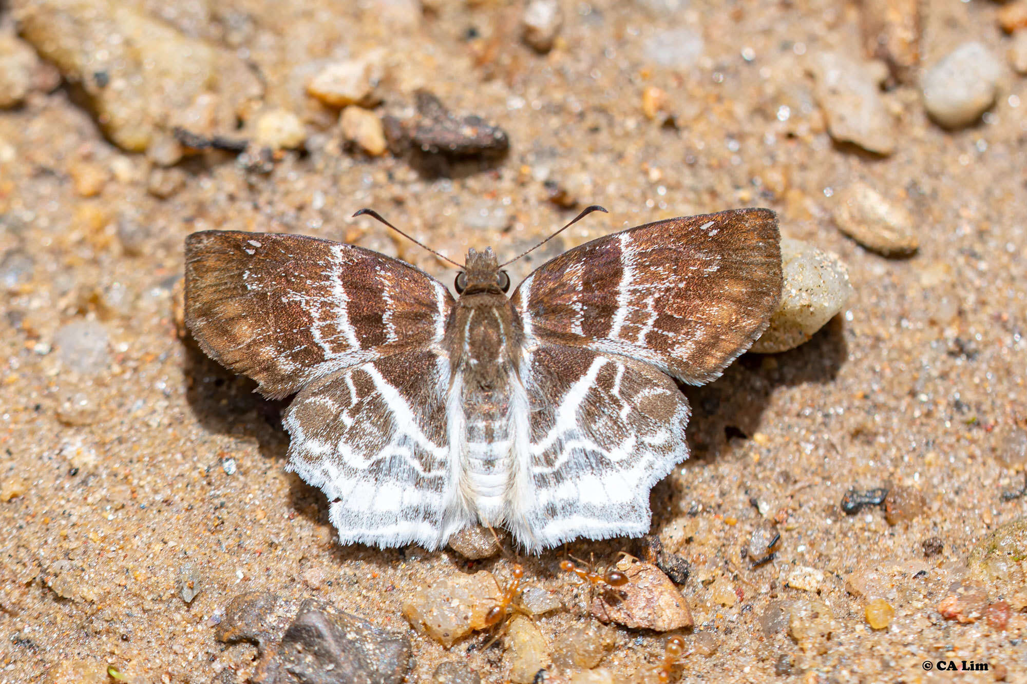 Image of Odontoptilum pygela Hewitson 1868