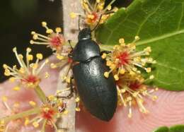 Image of Phegoneus (Phegoneus) julichi (Casey 1891)