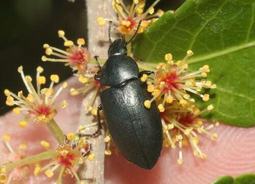 Image of Phegoneus subgen. Phegoneus Casey 1907