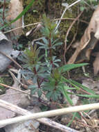 Image of White bedstraw