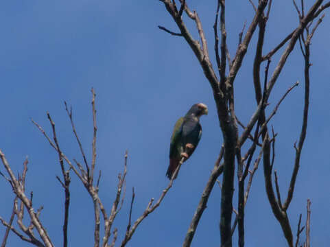 Image of White-crowned Parrot