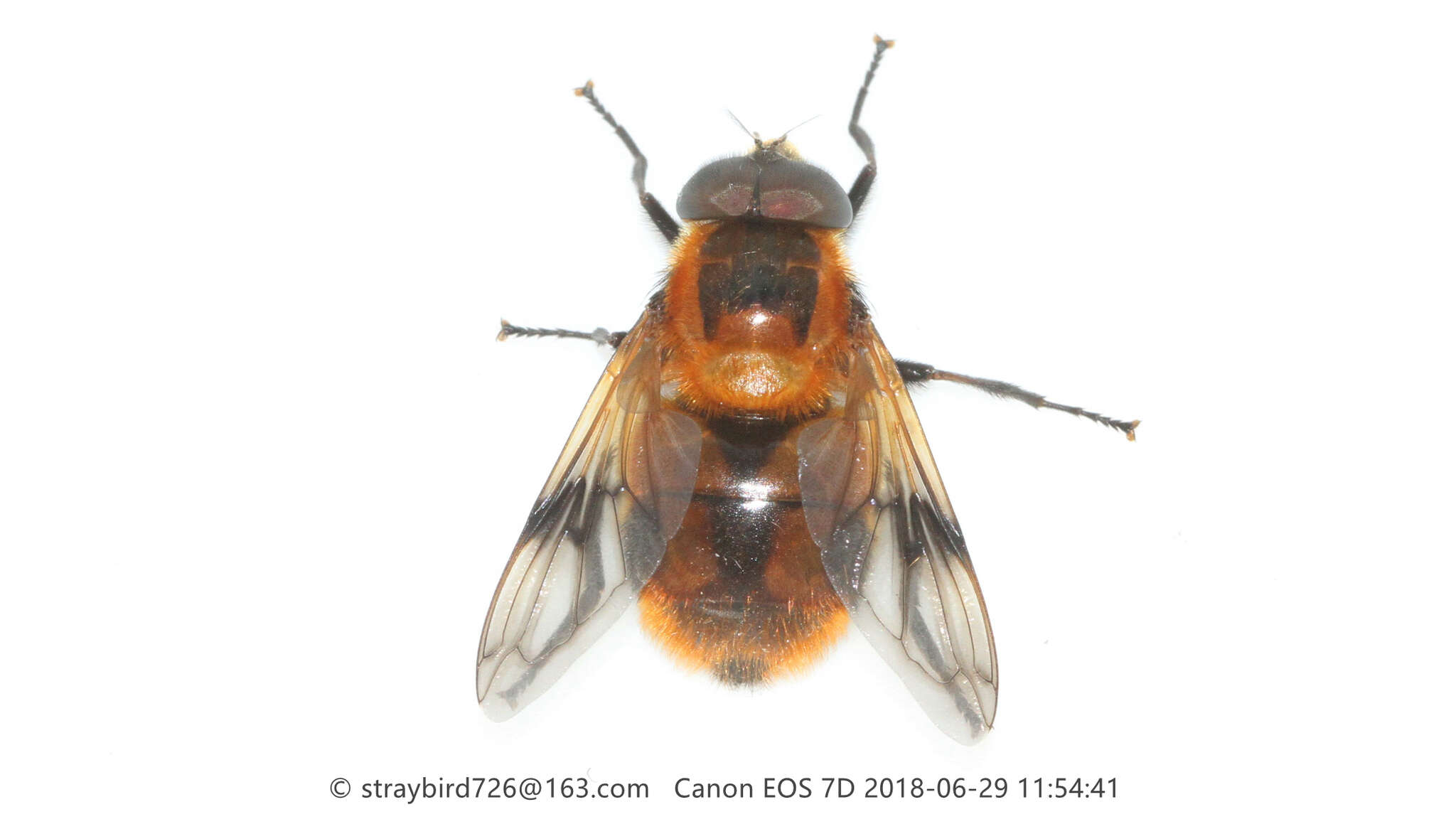 Image of Volucella jeddona Bigot 1875