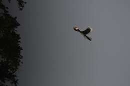 Image of Malabar Pied Hornbill