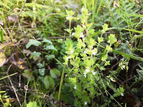 Image of Euphrasia hirtella Jordan ex Reuter