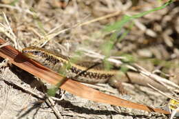 Image of Northern Spotted Skink