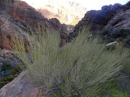 Image of Ephedra fragilis subsp. cossonii (Stapf) Maire