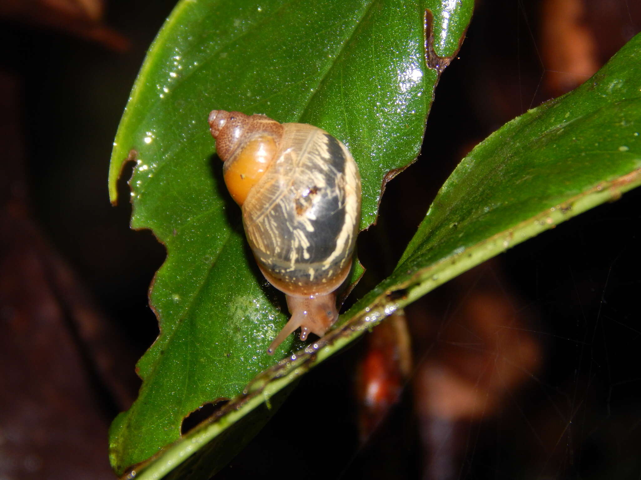 Image of Simpulopsis citrinovitreus