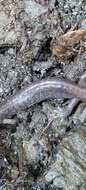 Image of Siskiyou Mountains salamander