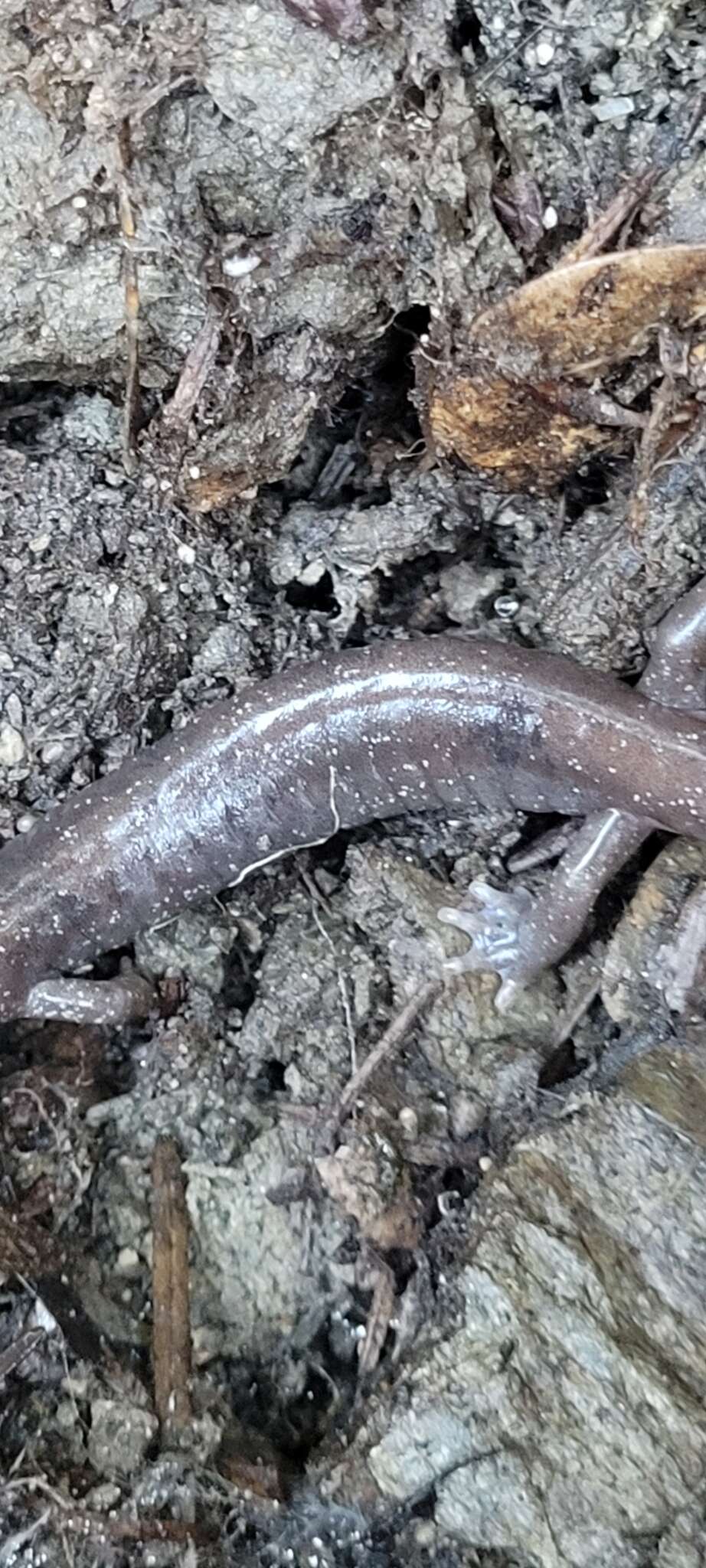 Image of Siskiyou Mountains salamander