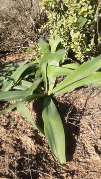 Image of Tall white squill