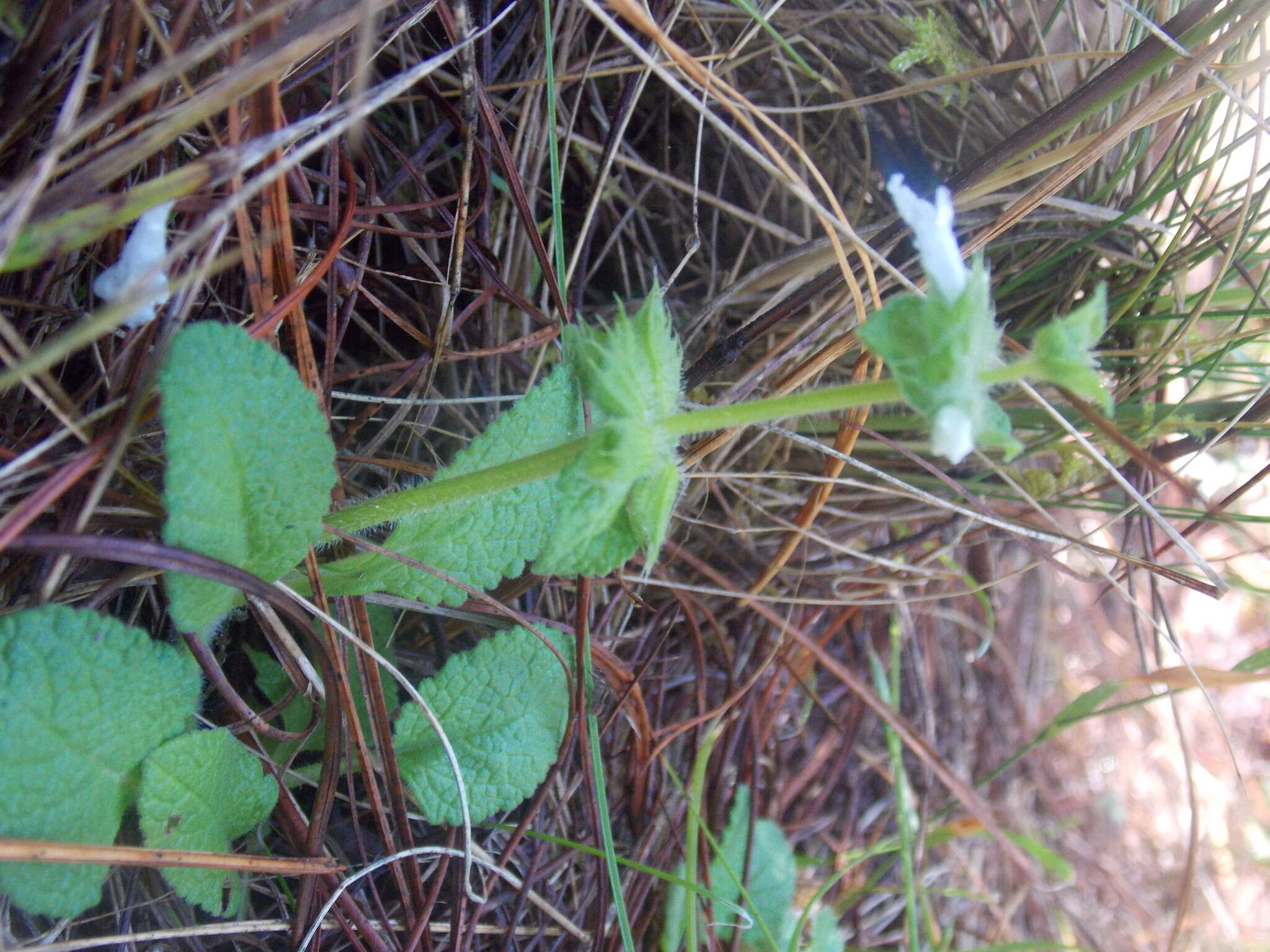 Image of Lepechinia schiedeana (Schltdl.) Vatke