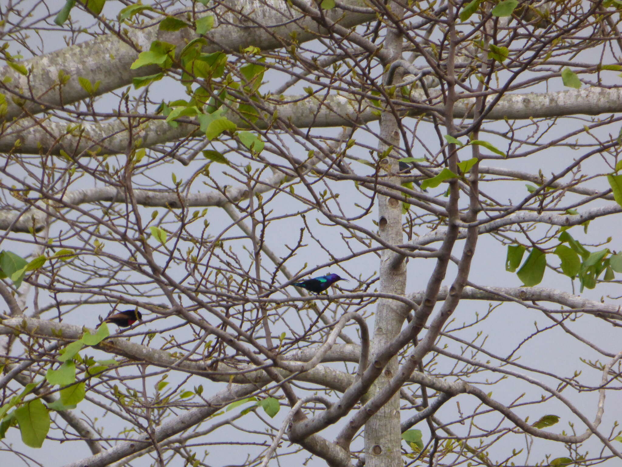 Image of Splendid Sunbird