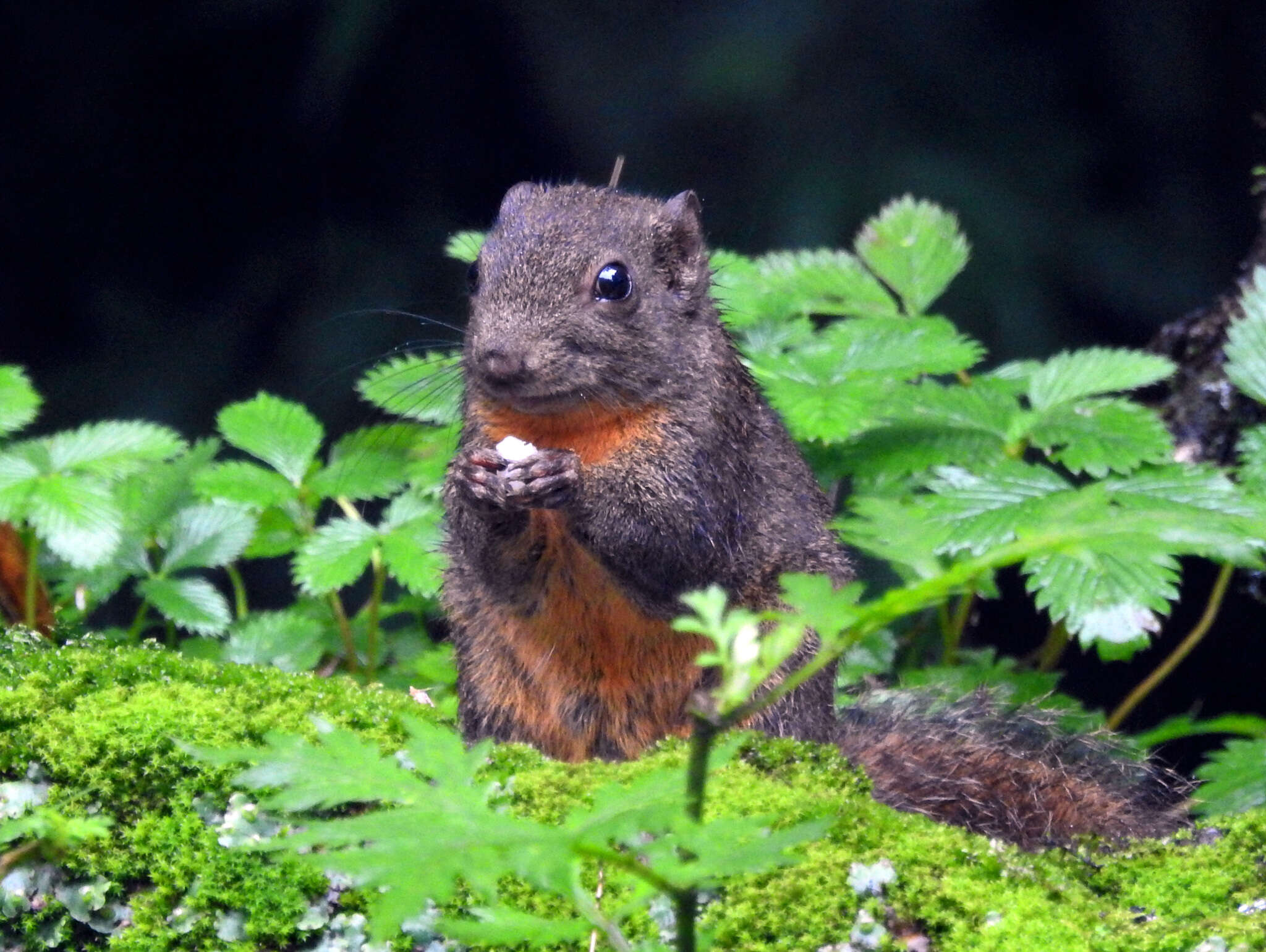 Image of Orange-bellied Himalayan Squirrel