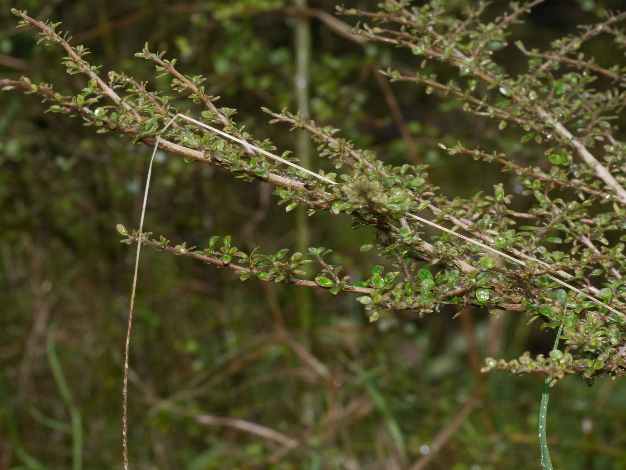 Imagem de Coprosma parviflora Hook. fil.