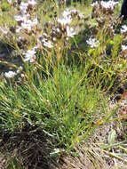 Plancia ëd Gypsophila uralensis Less.