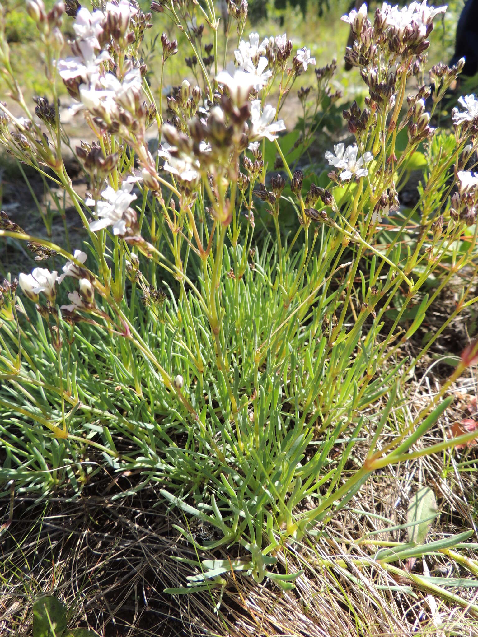 Imagem de Gypsophila uralensis Less.