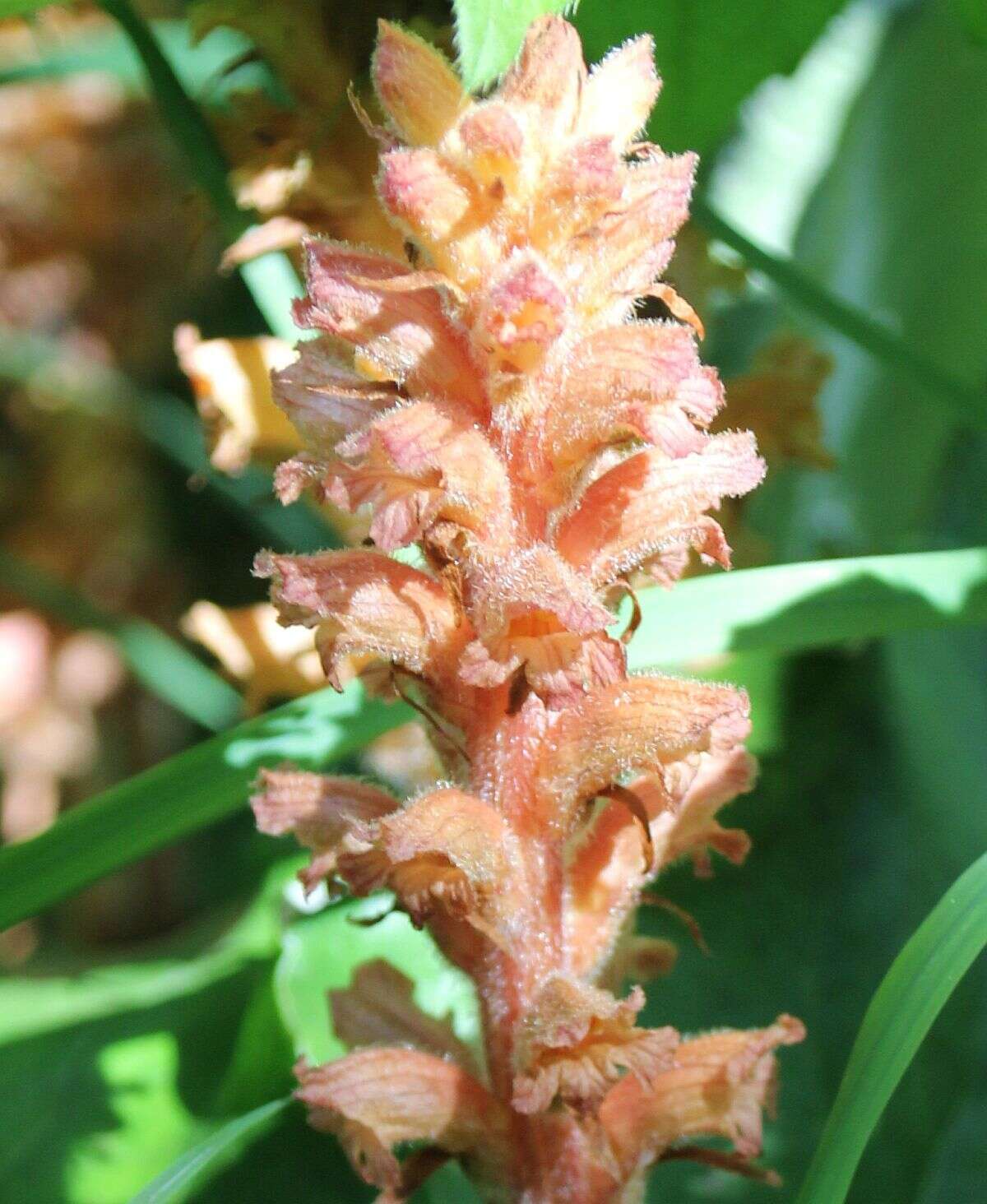 Image of Orobanche flava Mart.