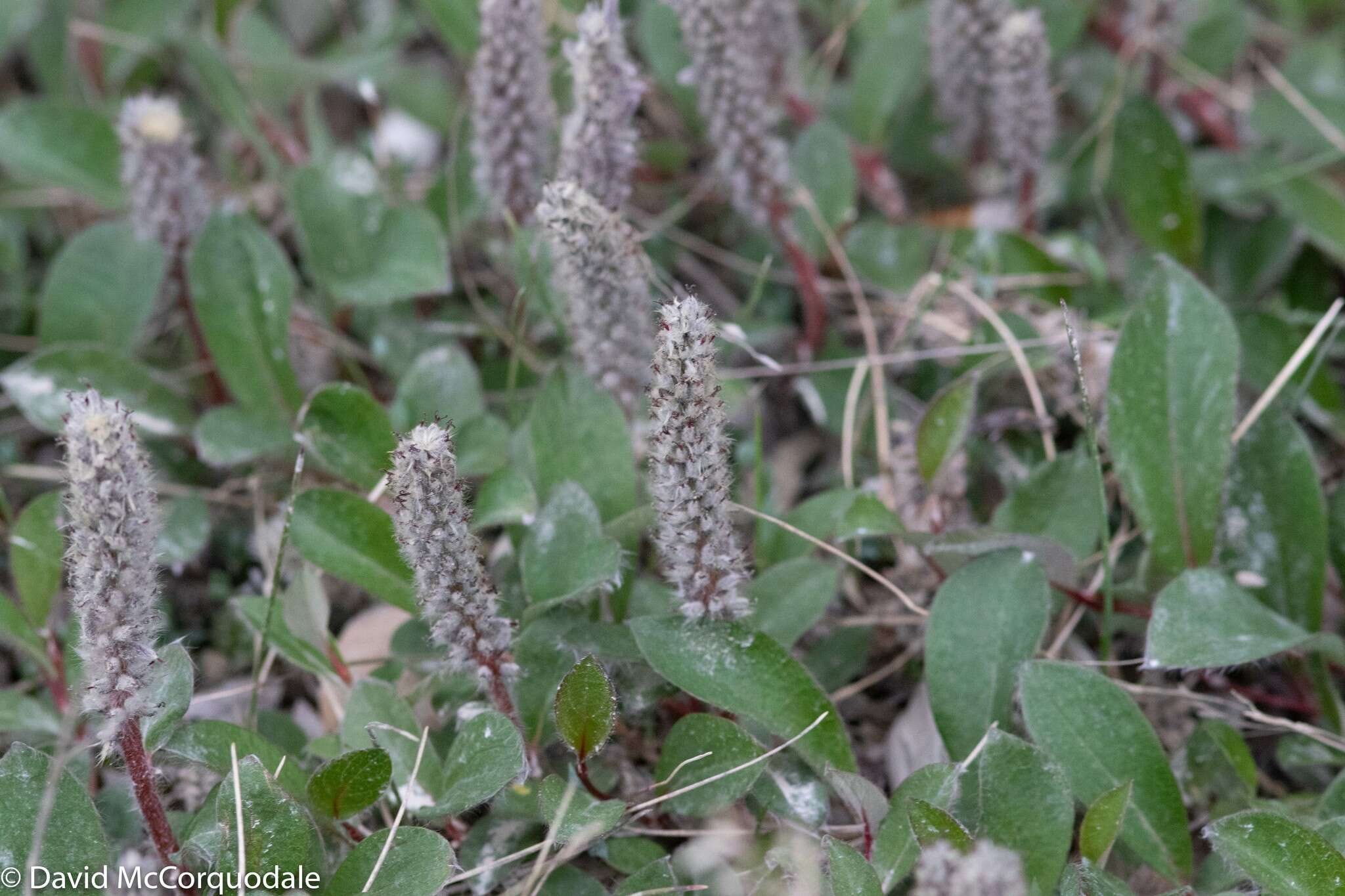 Image of arctic willow