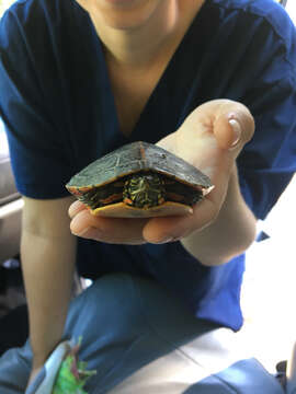 Image of Southern painted turtle