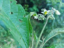 Image de Solanum umbellatum Mill.