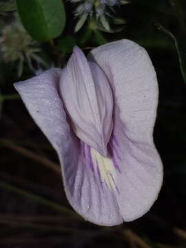 Image of pineland butterfly pea