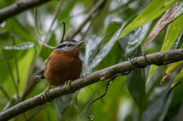 Image of Ferruginous Antbird