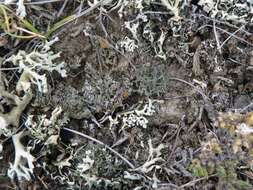 Image of hispid agrestia lichen