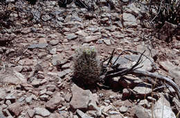 Image of Echinopsis lateritia Gürke