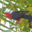 Image of Ambon King-parrot
