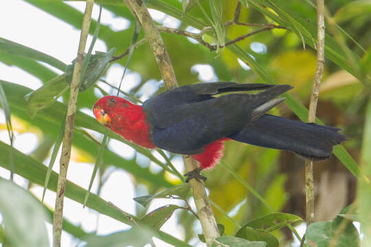 Image of Ambon King-parrot