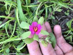 Image of Paraguayan purslane