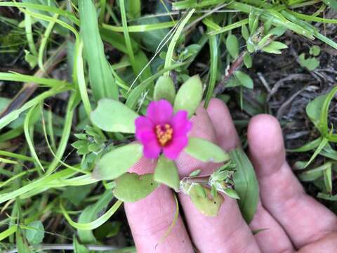 Image of Paraguayan purslane