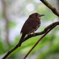 Image of White-whiskered Puffbird