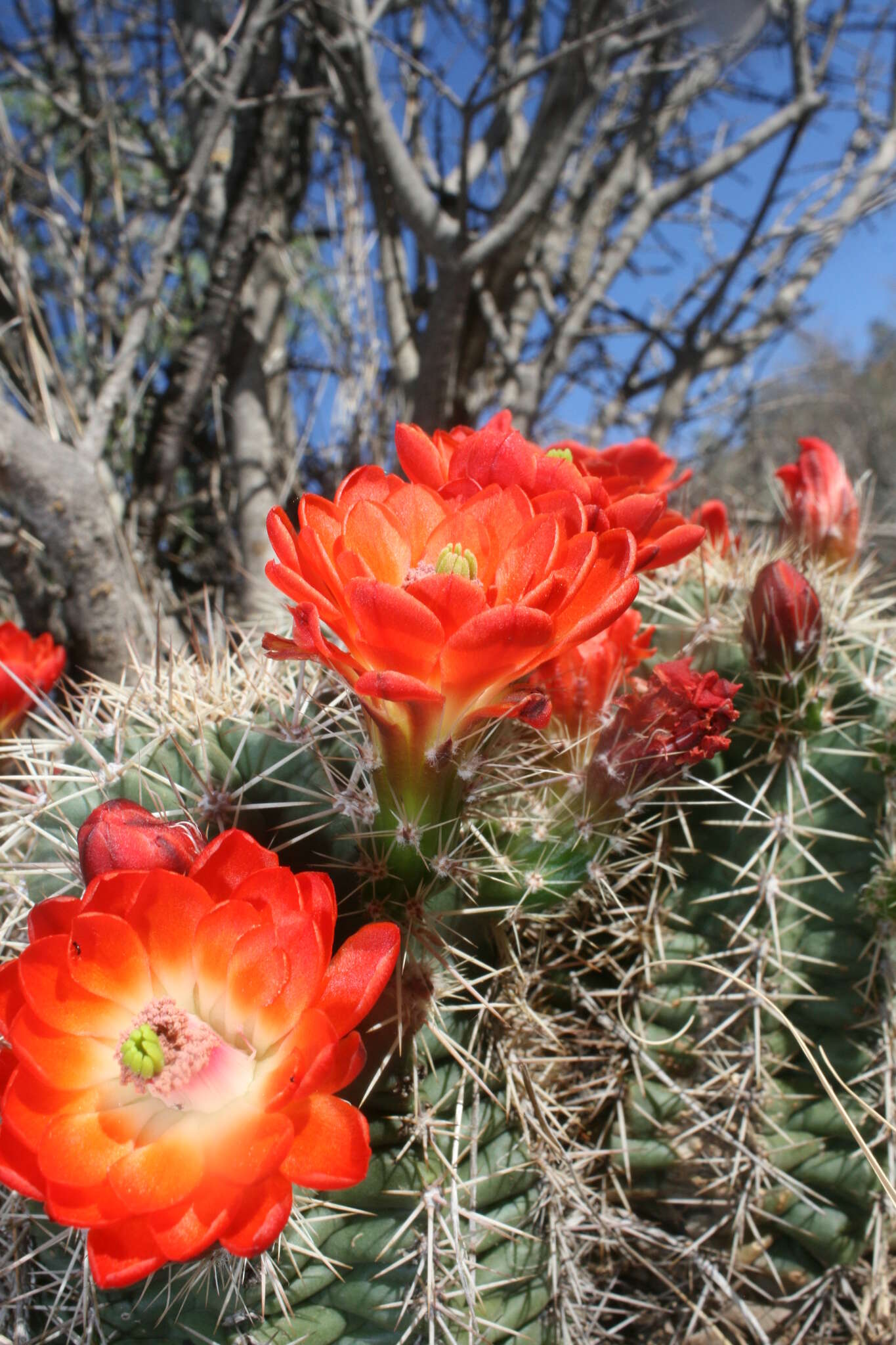 Image de Echinocereus polyacanthus Engelm.