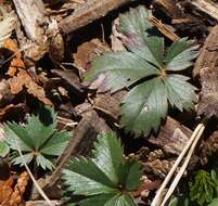 Image of dwarf cinquefoil